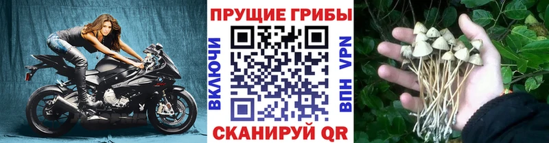 дарнет шоп  Тутаев  Псилоцибиновые грибы Psilocybe 